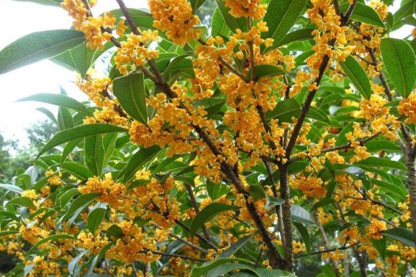 月桂花是桂花吗？