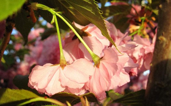 樱花草的歌词是什么？