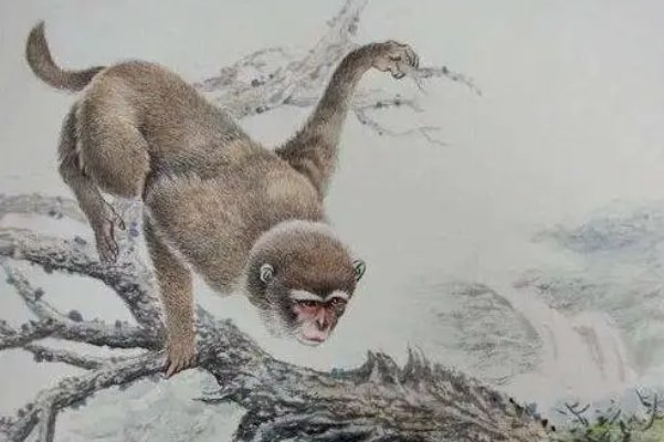 天罗地网比喻什么生肖