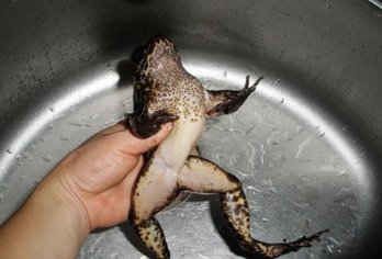 石鳞怎么炖才有营养