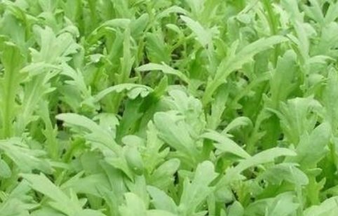 芦蒿和茼蒿是同一种植物吗？