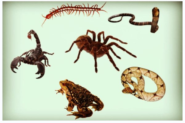 五毒指的是什么