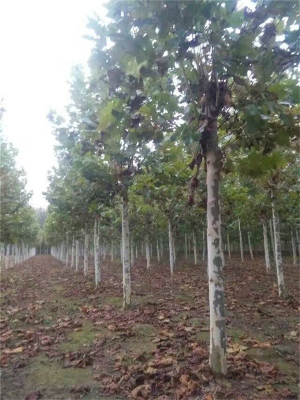 悬铃木的生长环境条件和特征