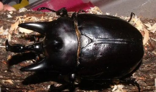 坦克虫能保存多久