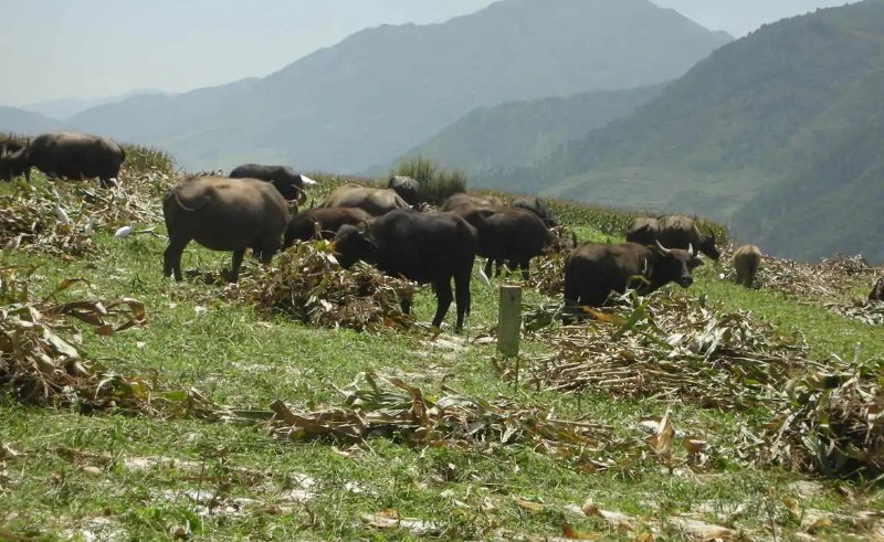 现在某音上宣传的蛋白虫养殖是真的吗?