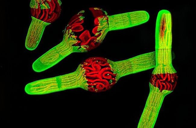 卡坦精是什么意思