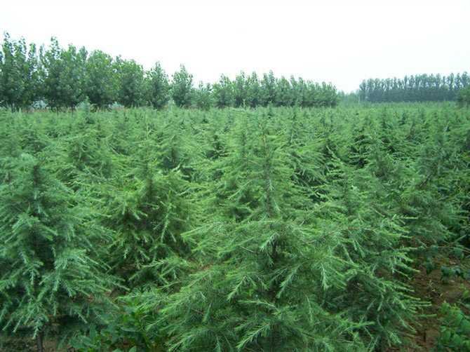 雪松的种植有哪些注意事项