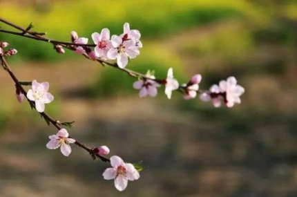 桃李成蹊赞颂老师吗？