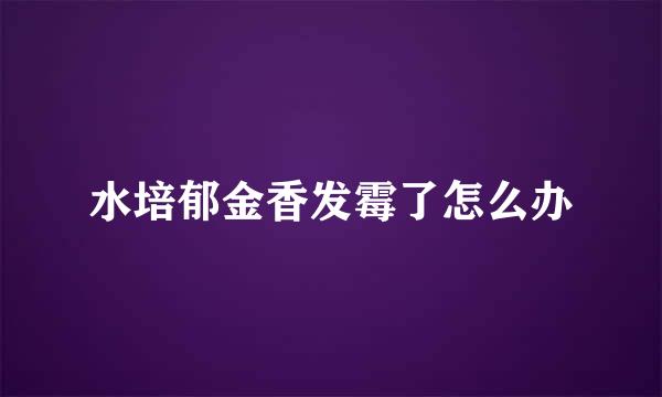 水培郁金香发霉了怎么办