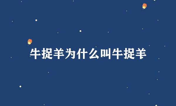 牛捉羊为什么叫牛捉羊
