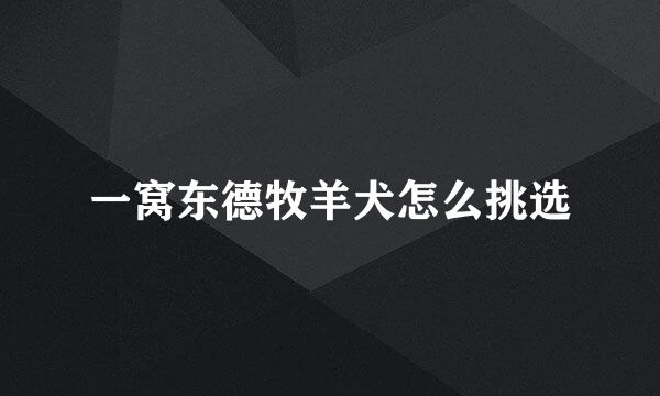 一窝东德牧羊犬怎么挑选