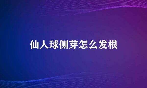 仙人球侧芽怎么发根
