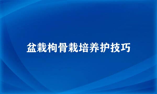 盆栽枸骨栽培养护技巧