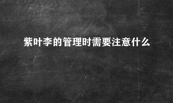 紫叶李的管理时需要注意什么