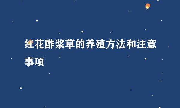 红花酢浆草的养殖方法和注意事项