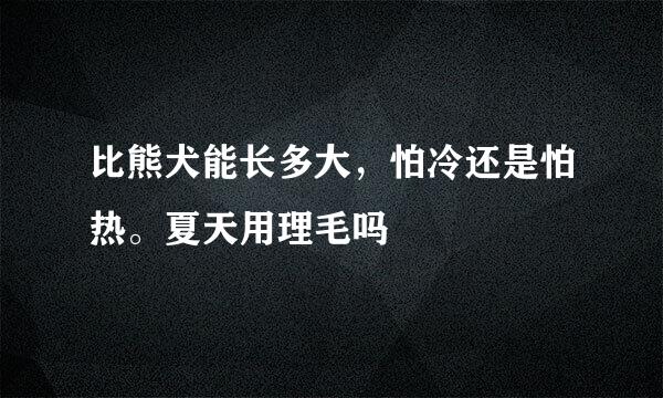 比熊犬能长多大，怕冷还是怕热。夏天用理毛吗