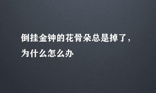倒挂金钟的花骨朵总是掉了，为什么怎么办