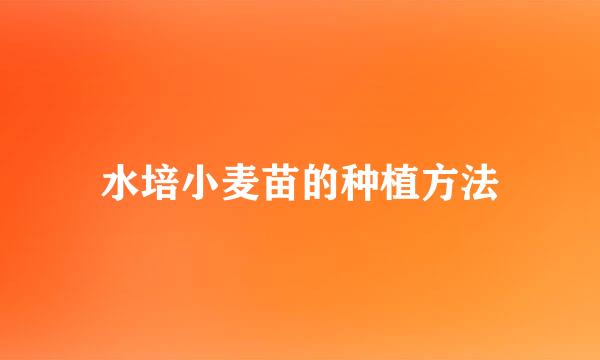 水培小麦苗的种植方法