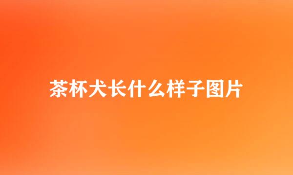 茶杯犬长什么样子图片