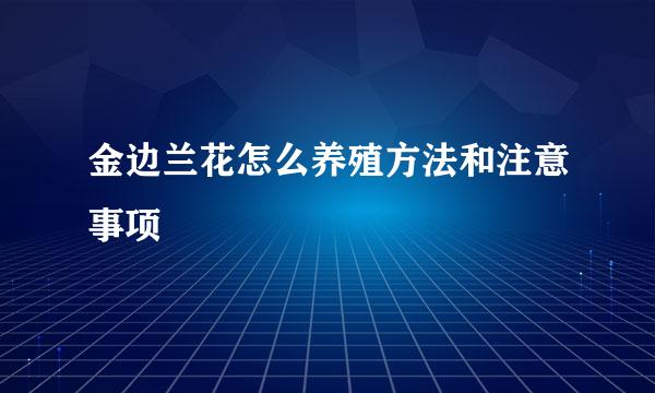 金边兰花怎么养殖方法和注意事项
