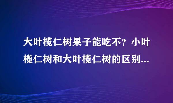 大叶榄仁树果子能吃不？小叶榄仁树和大叶榄仁树的区别又是什么