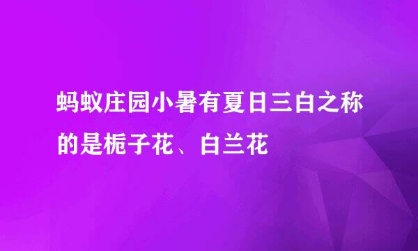 蚂蚁庄园小暑有夏日三白之称的是栀子花、白兰花