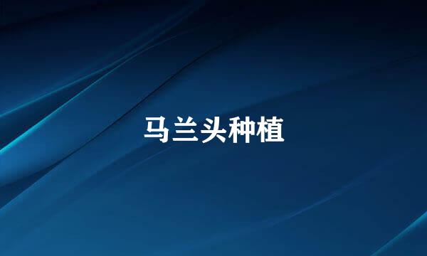 马兰头种植