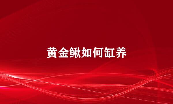 黄金鳅如何缸养