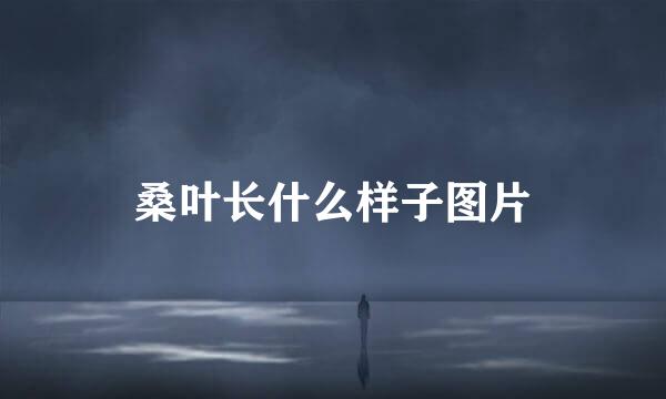 桑叶长什么样子图片