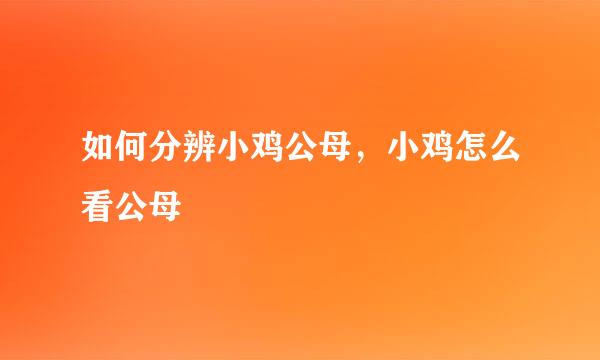 如何分辨小鸡公母，小鸡怎么看公母
