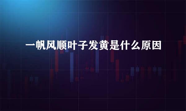 一帆风顺叶子发黄是什么原因