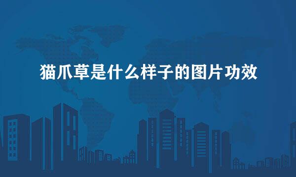 猫爪草是什么样子的图片功效