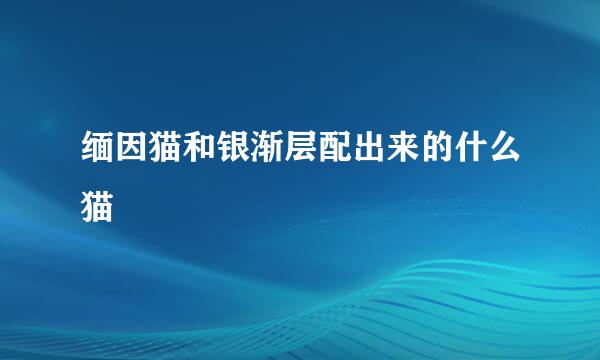 缅因猫和银渐层配出来的什么猫