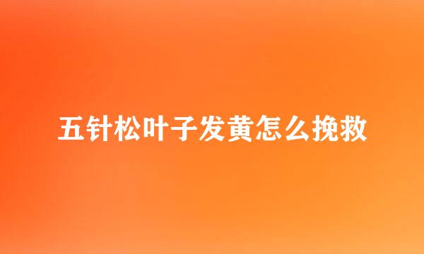 五针松叶子发黄怎么挽救