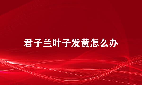 君子兰叶子发黄怎么办