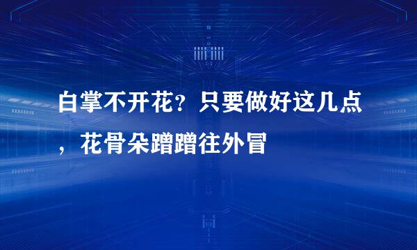 白掌不开花?只要做好这几点,花骨朵蹭蹭往外冒