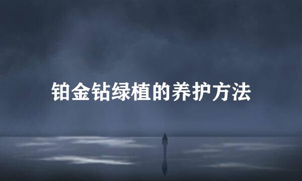 铂金钻绿植的养护方法