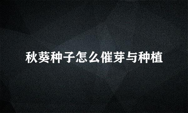 秋葵种子怎么催芽与种植