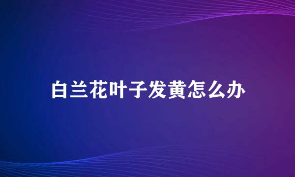 白兰花叶子发黄怎么办